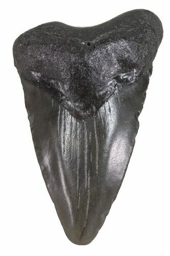 Bargain, Juvenile Megalodon Tooth - South Carolina #48872
